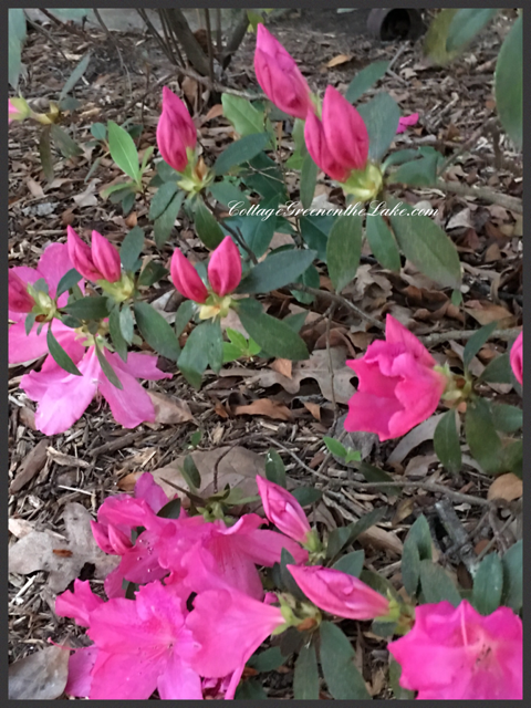 azaleas