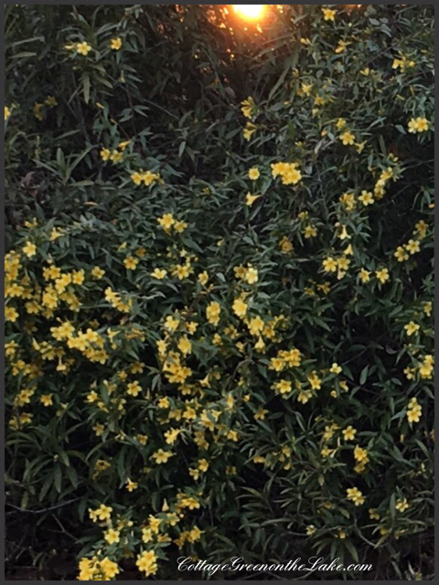carolina-jasmine
