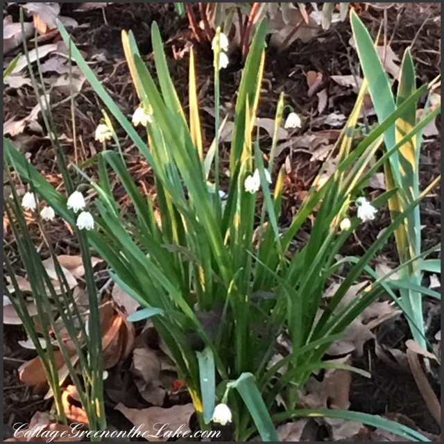 lily-of-the-valley