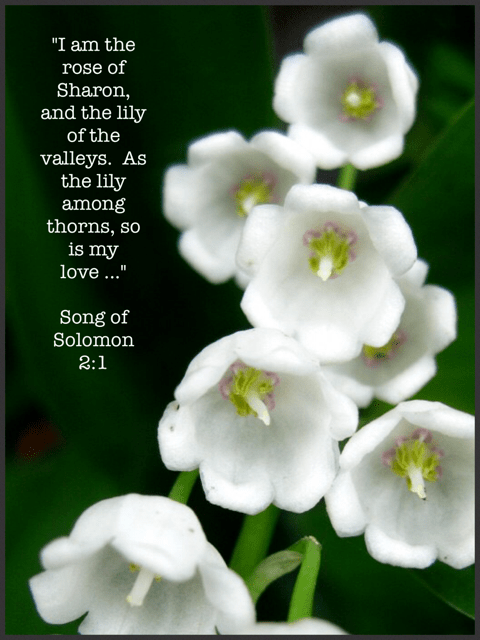 lily-scripture
