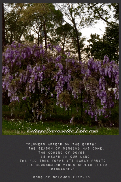 wisteria scripture