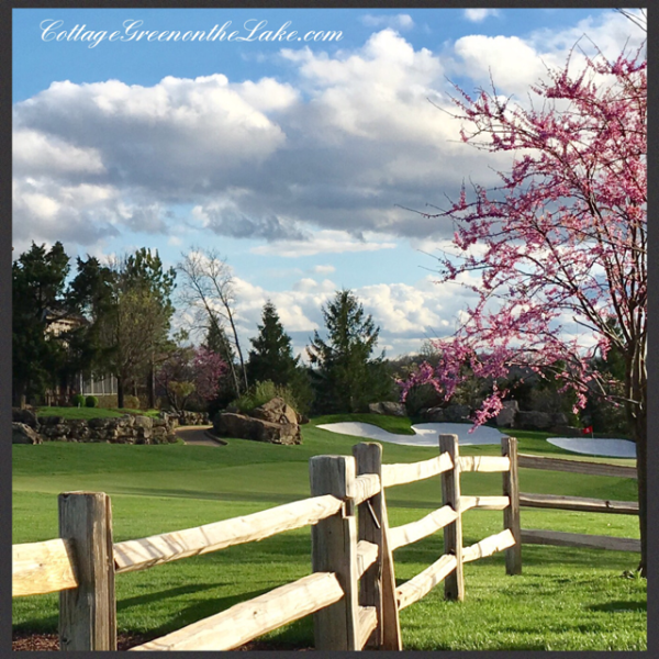 split rail red bud.png