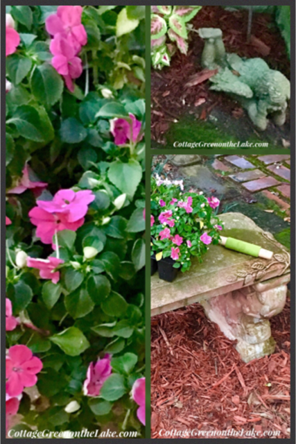 impatien collage.png