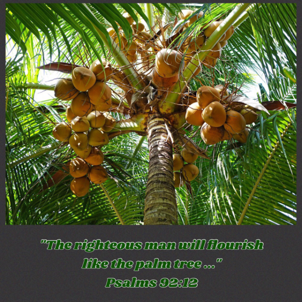 palm tree scripture
