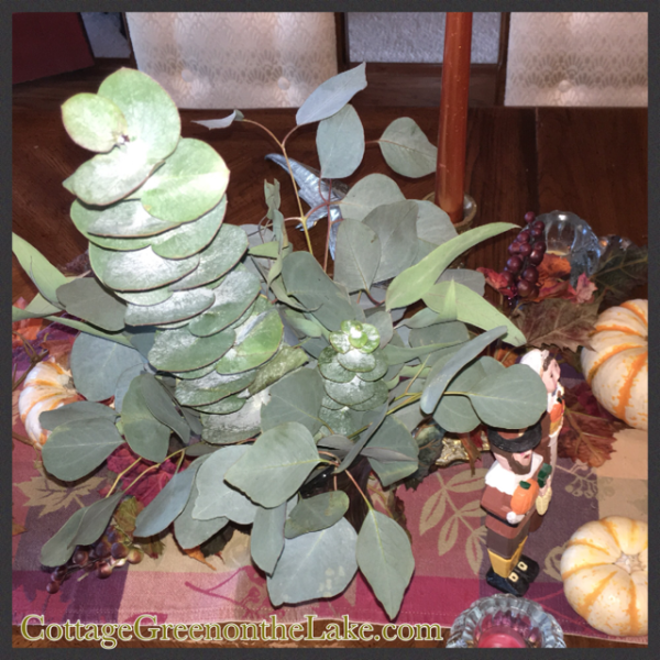 closeup eucalyptus.png