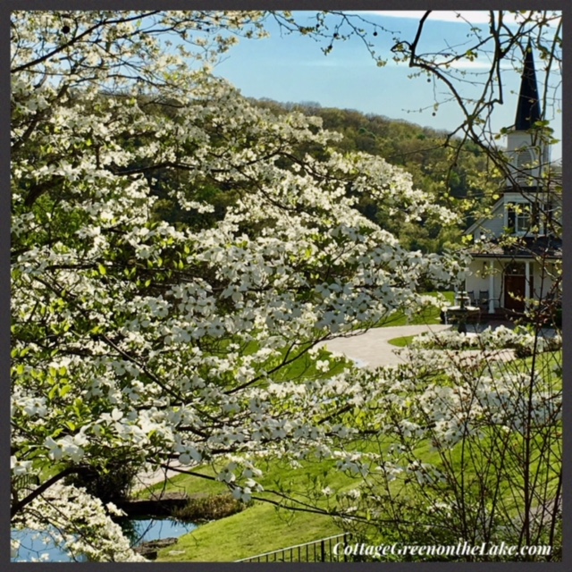white blossoms and steeple