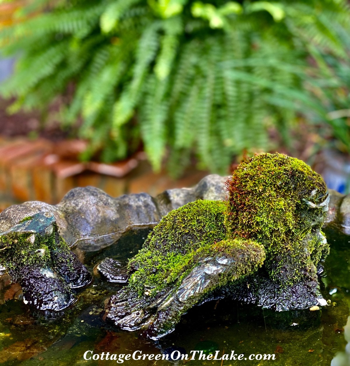 In the Cottage Greenhouse…How to Propagate and Transplant&nbsp;Moss