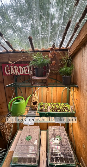 Spring Gardening in the Cottage Greenhouse: How to Prepare Seedlings for&nbsp;Outdoors